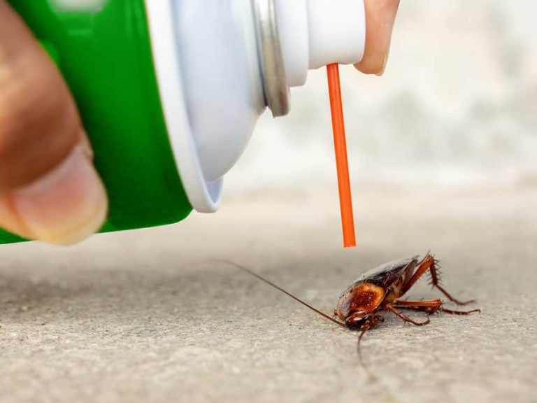 Residential Pest Control Services: Ensuring a Pest-Free Living Environment for Your Family