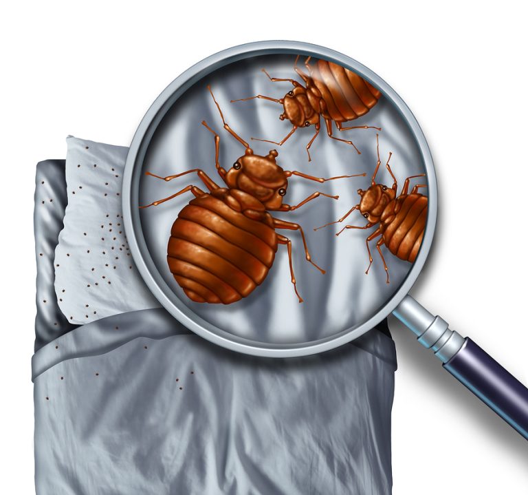 Castle Hill's Residential Pest Management Services